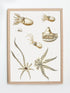 wood framed octopus varieties scientific illustration